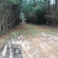 245 Acres Prime Timberland in Tylertown  MS images 3