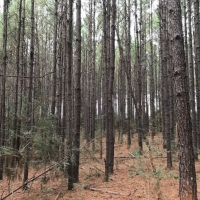 245 Acres Prime Timberland in Tylertown  MS images 5