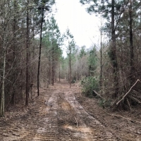 245 Acres Prime Timberland in Tylertown  MS images 6