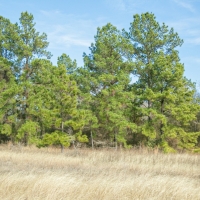 72 Acres &nbsp; FM 247 &nbsp; American Legion Drive images 5