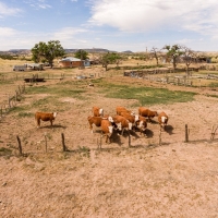 Productive Cattle Ranch For Sale in Western NM