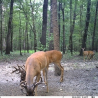 1100 ac - Year Around Recreational &nbsp; Timber Tract with Camp &nbsp; Lake - REDUCED images 4