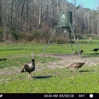 1100 ac - Year Around Recreational &nbsp; Timber Tract with Camp &nbsp; Lake - REDUCED images 5