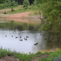 1100 ac - Year Around Recreational &nbsp; Timber Tract with Camp &nbsp; Lake - REDUCED images 6