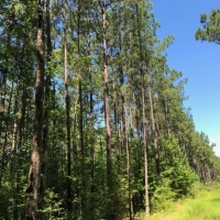 26.17 Acres in NPSD images 5