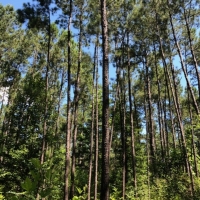 26.17 Acres in NPSD images 6