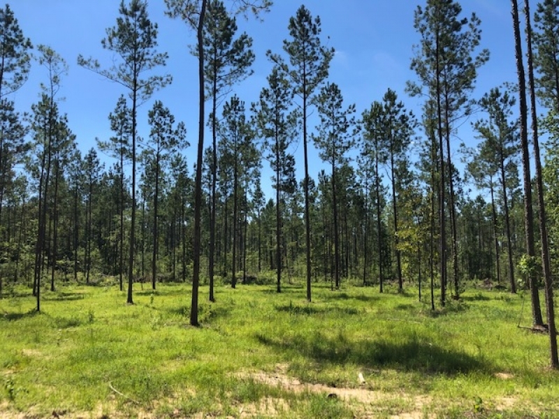 5.33 acres in NPSD featured image