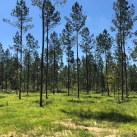 5.33 acres in NPSD
