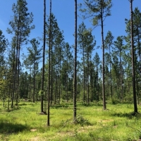 5.33 acres in NPSD images 2