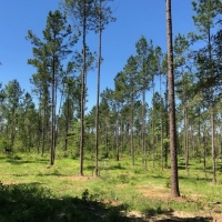 5.33 acres in NPSD images 3