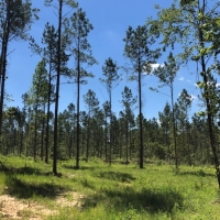 5.33 acres in NPSD images 4