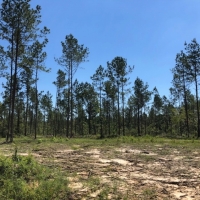 5.33 acres in NPSD images 5