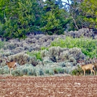Dolores County Line 270 images 2