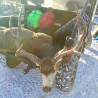 Carracas Canyon Trophy Mule Deer Paradise images 2
