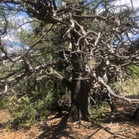 Twisted Pinon Ranch images 6