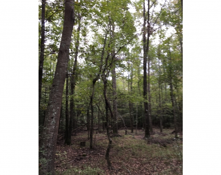 40 ac - Hunting Tract Adjoining National Forest - PRICE REDUCED featured image