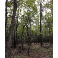 40 ac - Hunting Tract Adjoining National Forest - PRICE REDUCED