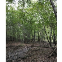 40 ac - Hunting Tract Adjoining National Forest - PRICE REDUCED images 2