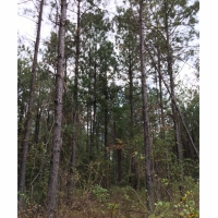 40 ac - Hunting Tract Adjoining National Forest - PRICE REDUCED images 3