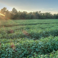 130 &nbsp; - Acres - S. 220 Road Wagoner  OK 74467 images 2