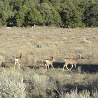 Red Mesa Wheat Farm  amp  Hunting Ranch images 5