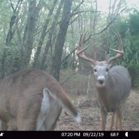 Sportsman  039 s 80