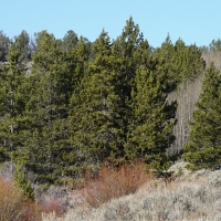 Slate Creek Gorge
