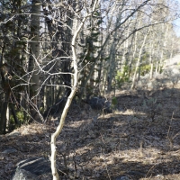 Slate Creek Gorge images 4