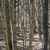 Slate Creek Gorge images 6