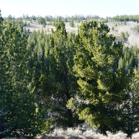 Slate Creek Lot 2 images 6