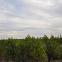 53 Acres &nbsp; CR 3725 images 3