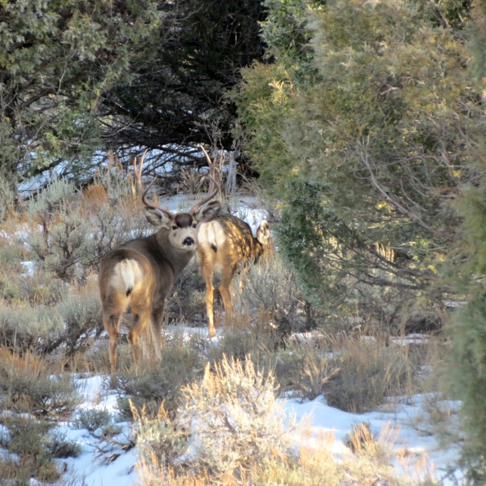 Pinon Hills Ranch 35 Acres - Lot 44 or 45 featured image