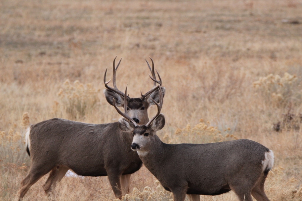 Jack Ranch featured image