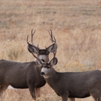 Jack Ranch images 1
