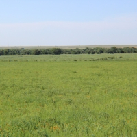 Sedgwick County CRP images 2