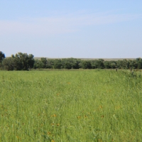 Sedgwick County CRP images 3