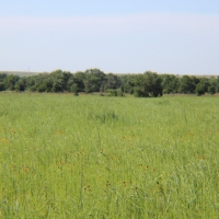Sedgwick County CRP images 4