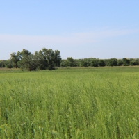 Sedgwick County CRP images 6