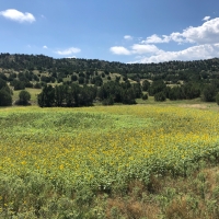 Pope Valley Ranch 24 images 2
