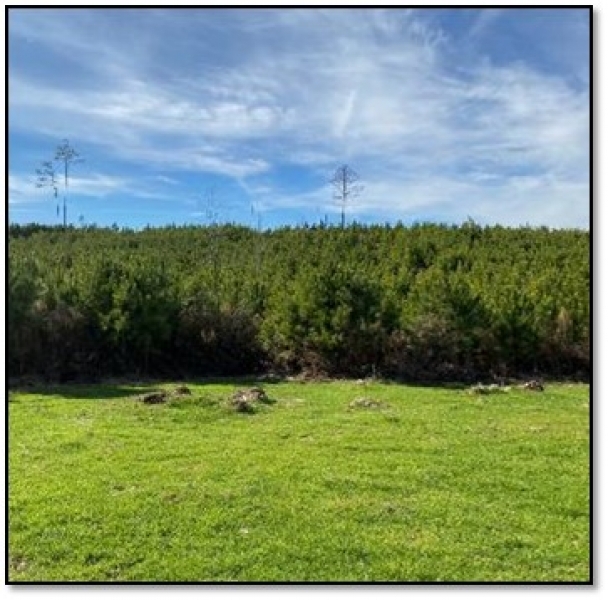 172.3 Acres in Madison County  MS in Camden  MS featured image
