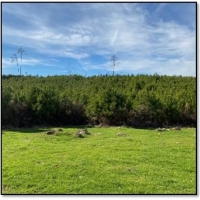 172.3 Acres in Madison County  MS in Camden  MS images 1