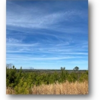 172.3 Acres in Madison County  MS in Camden  MS images 3