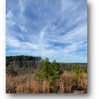 172.3 Acres in Madison County  MS in Camden  MS images 6