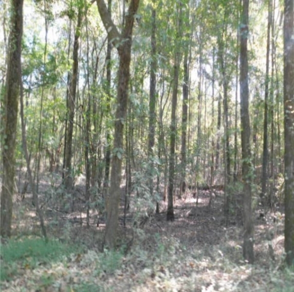 79 Acres in Madison County in Ridgeland MS Hunting Land for Sale