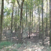 79 Acres in Madison County in Ridgeland  MS