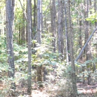 79 Acres in Madison County in Ridgeland  MS images 4