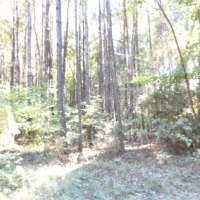 79 Acres in Madison County in Ridgeland  MS images 5
