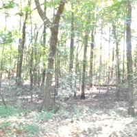 79 Acres in Madison County in Ridgeland  MS images 6