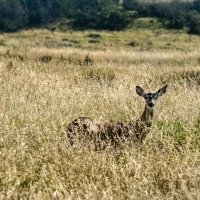 X-Mile Ranch images 4