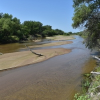 South Platte Waterfowl and Wildlife images 1